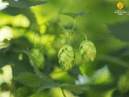 SORACHI ACE PHOTO_2